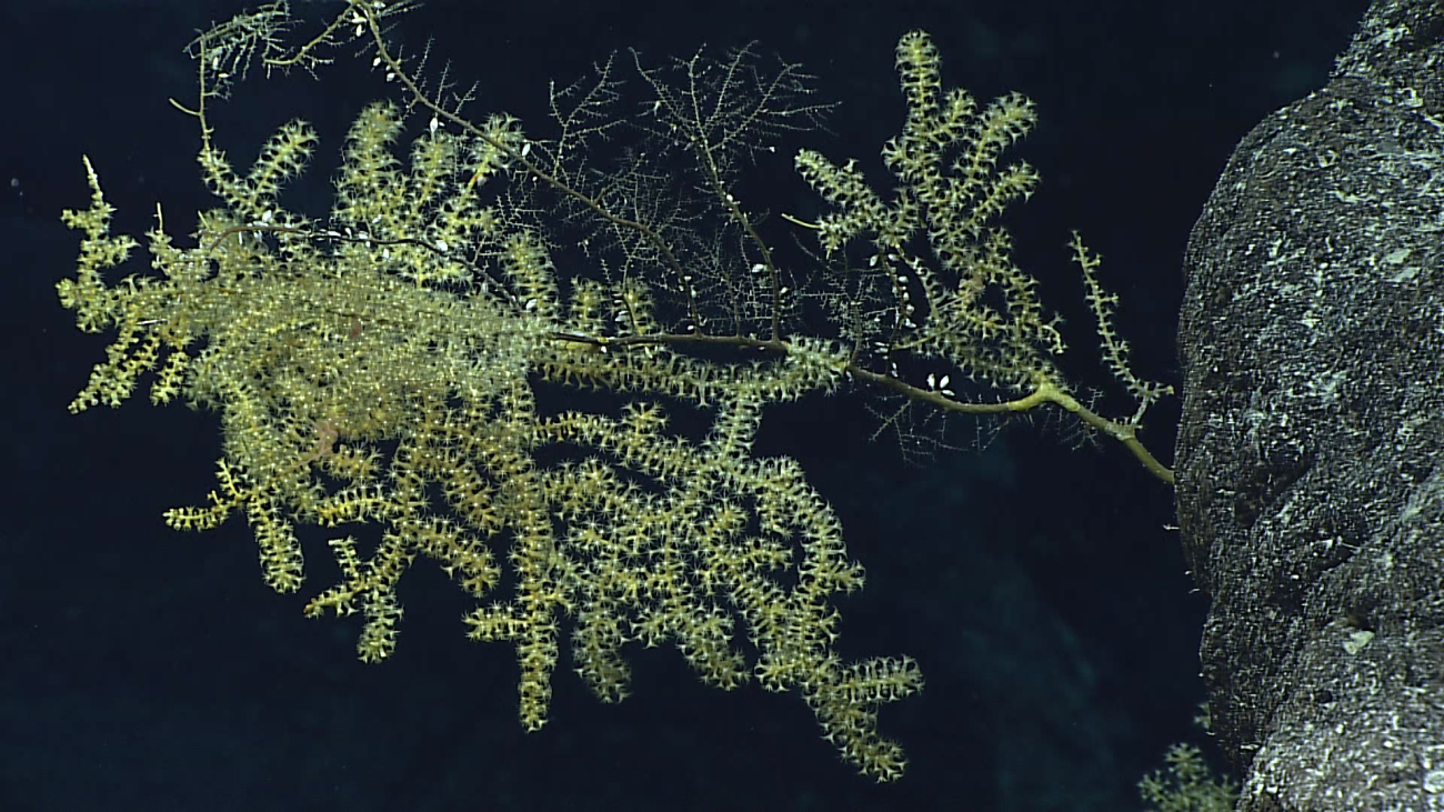 A yellow octocoral bush with dead branches covered with hydroids and smallbarnacles