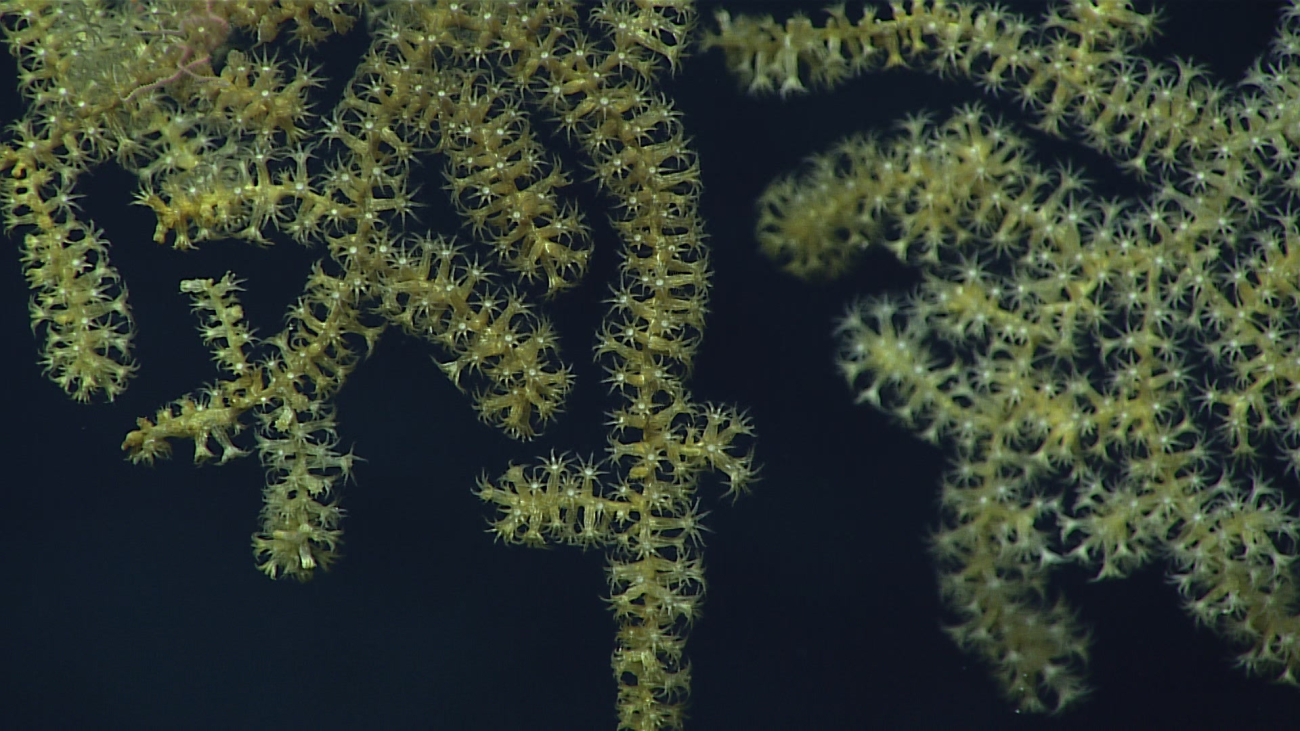 A closeup of the polyps on the yellow octocoral shown in image expn6205