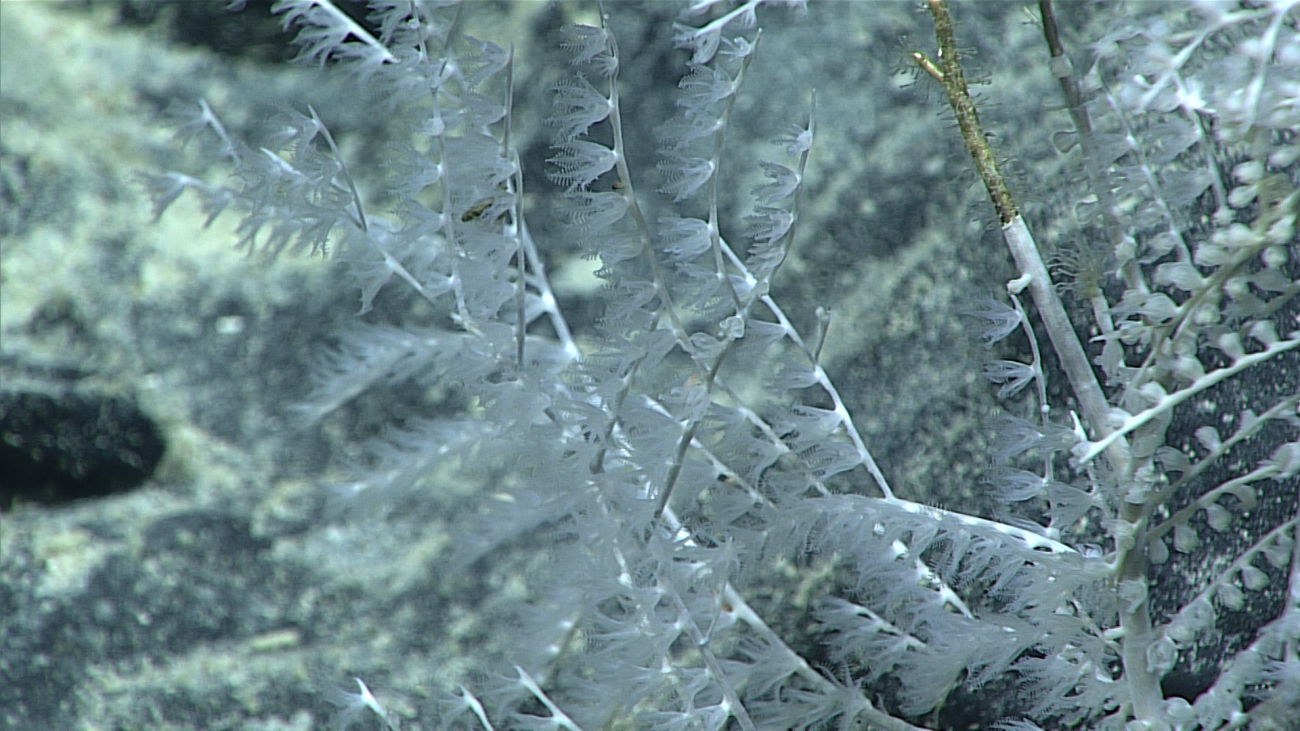 A white octocoral bush