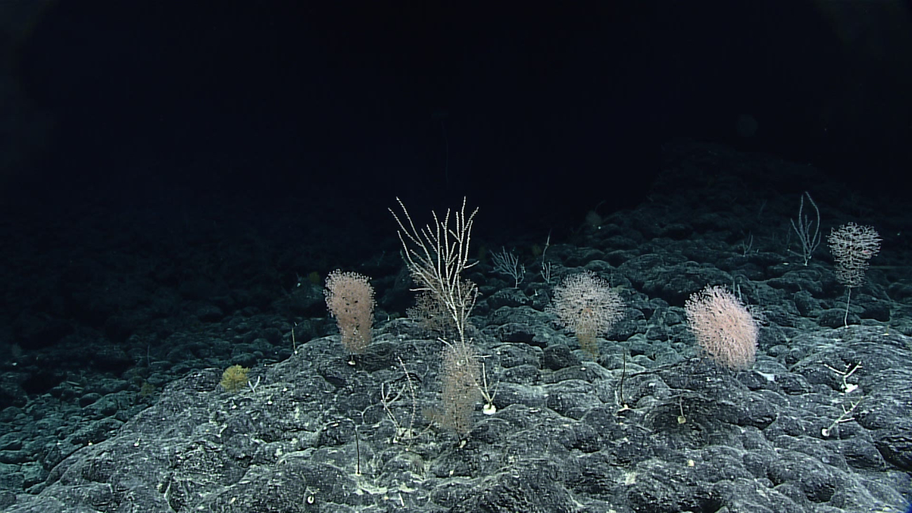 A small oasis of life with at least three different species of octocoral