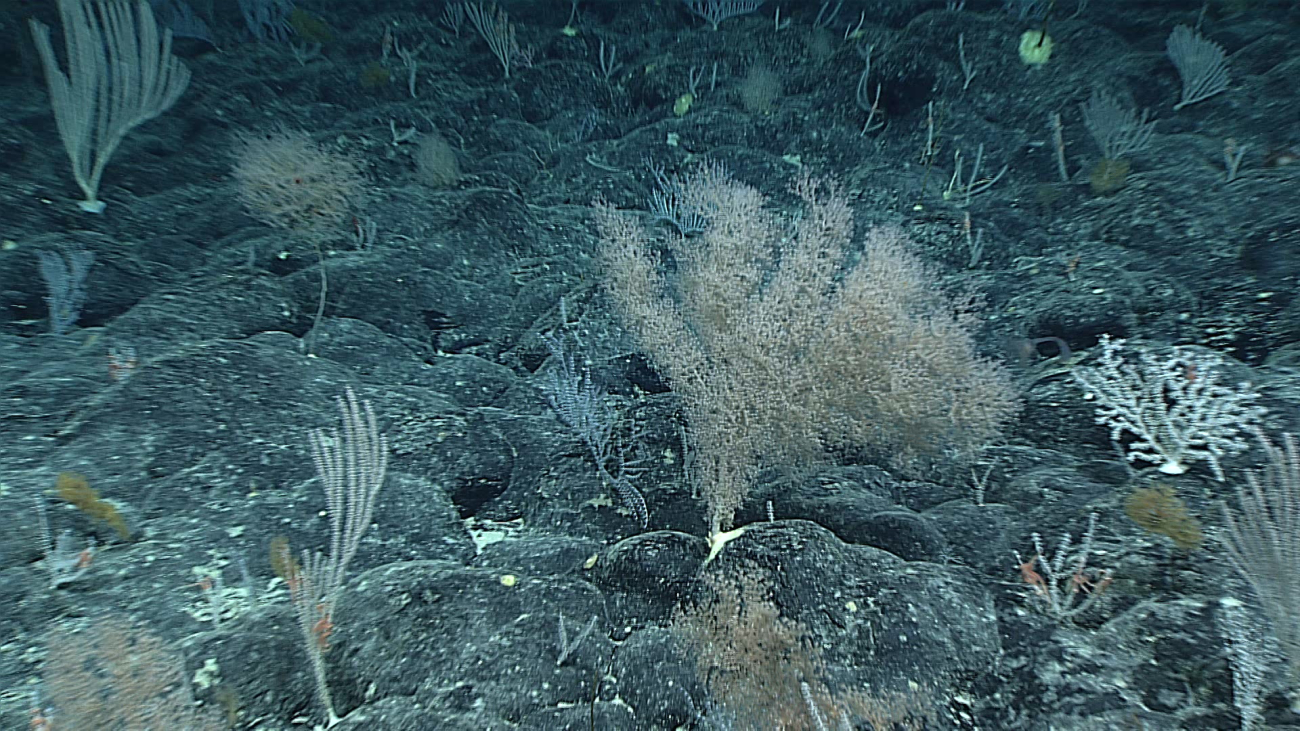 A variety of corals on rock substrate