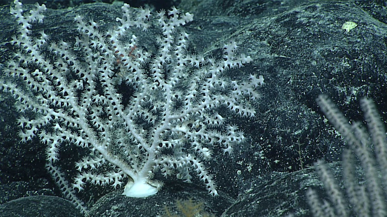 A white octocoral