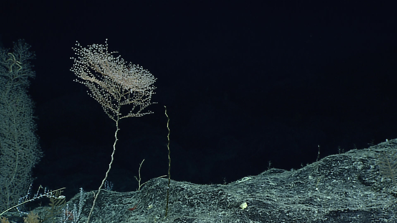 A parasol coral bush