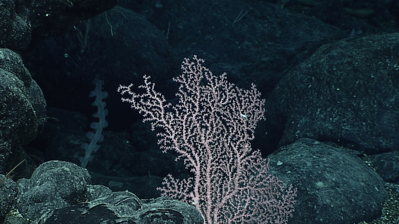 A pink gorgonian coral