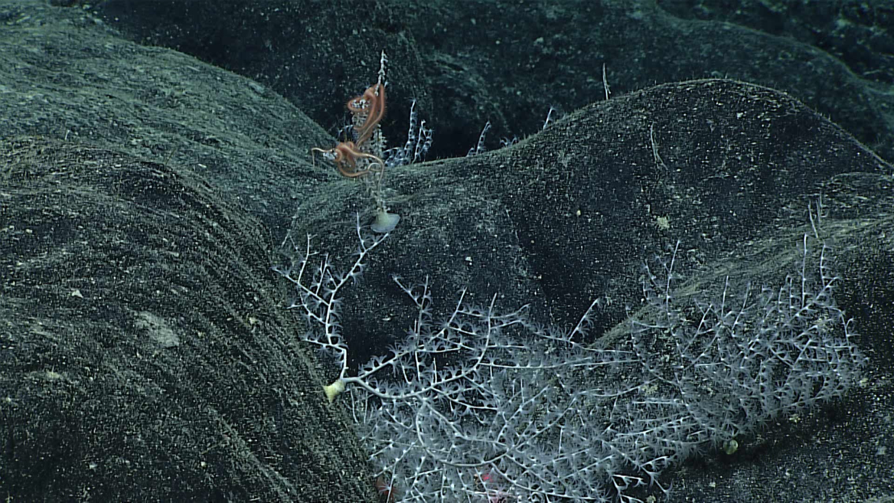 White octocoral bush with a brown ophiuroid brittle star