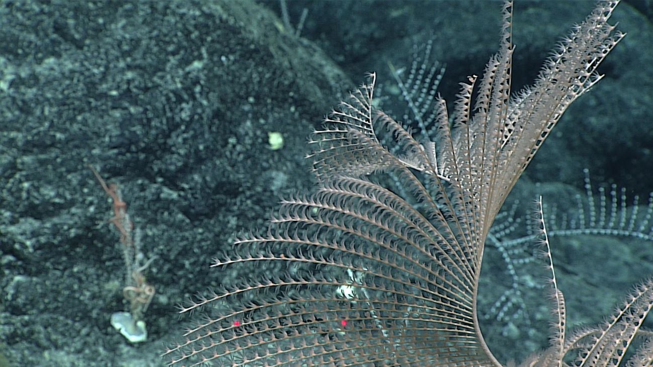 Whitish pink Iridogorgia magnispiralis coral