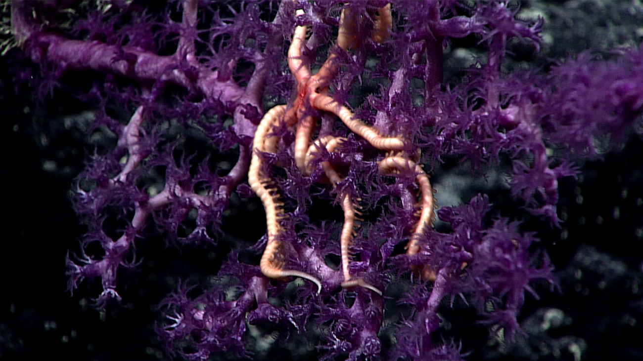 Purple octocoral with a pinkish red brittle star