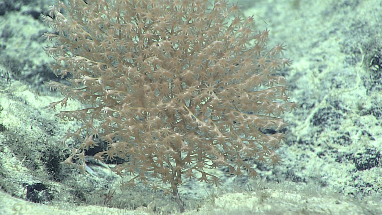A bushy brownish white octocoral