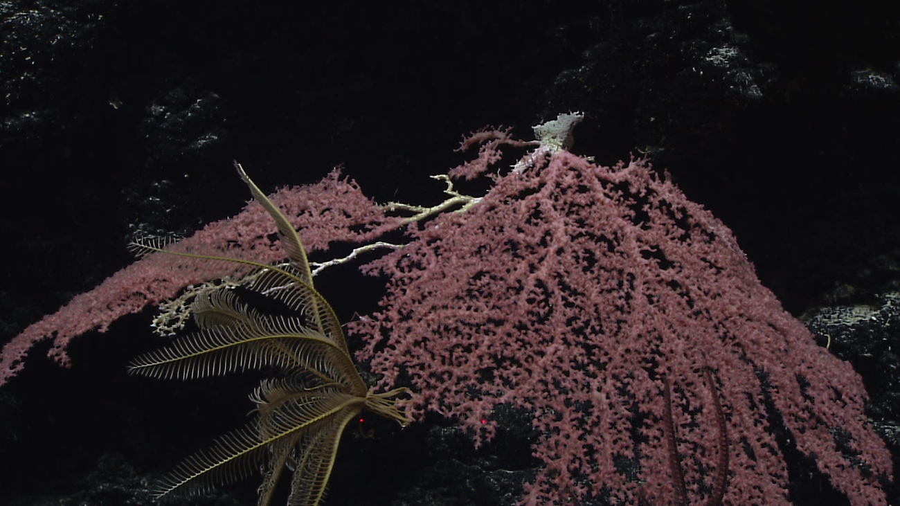 Looking down on a pink octocoral with a yellow