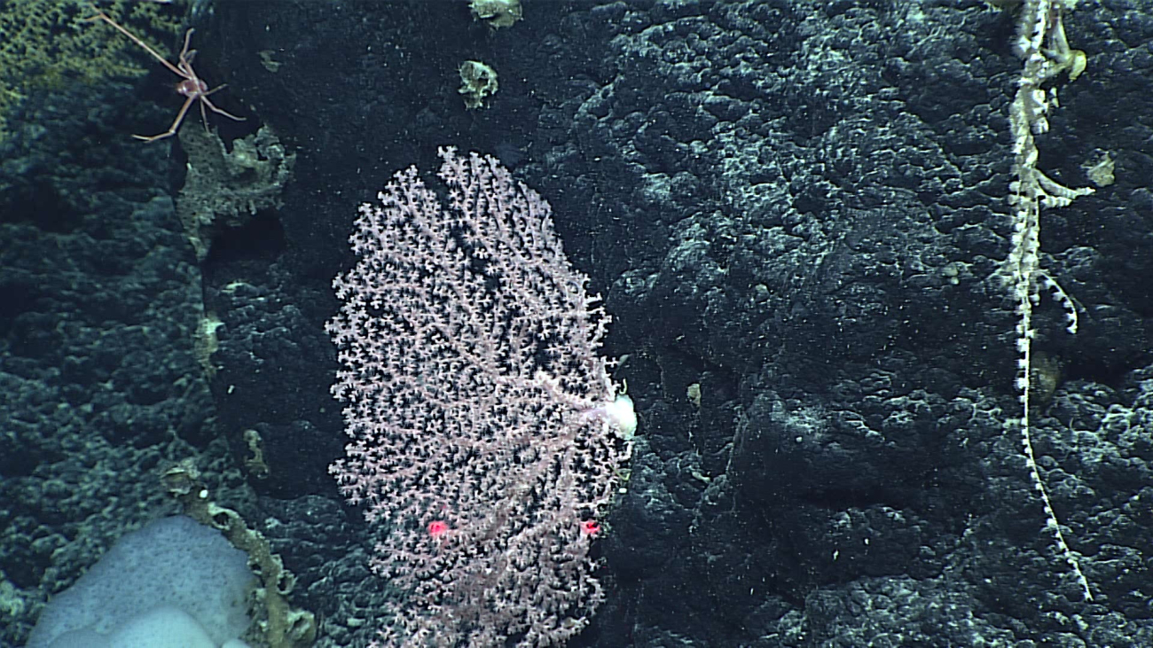A pinkish white octocoral