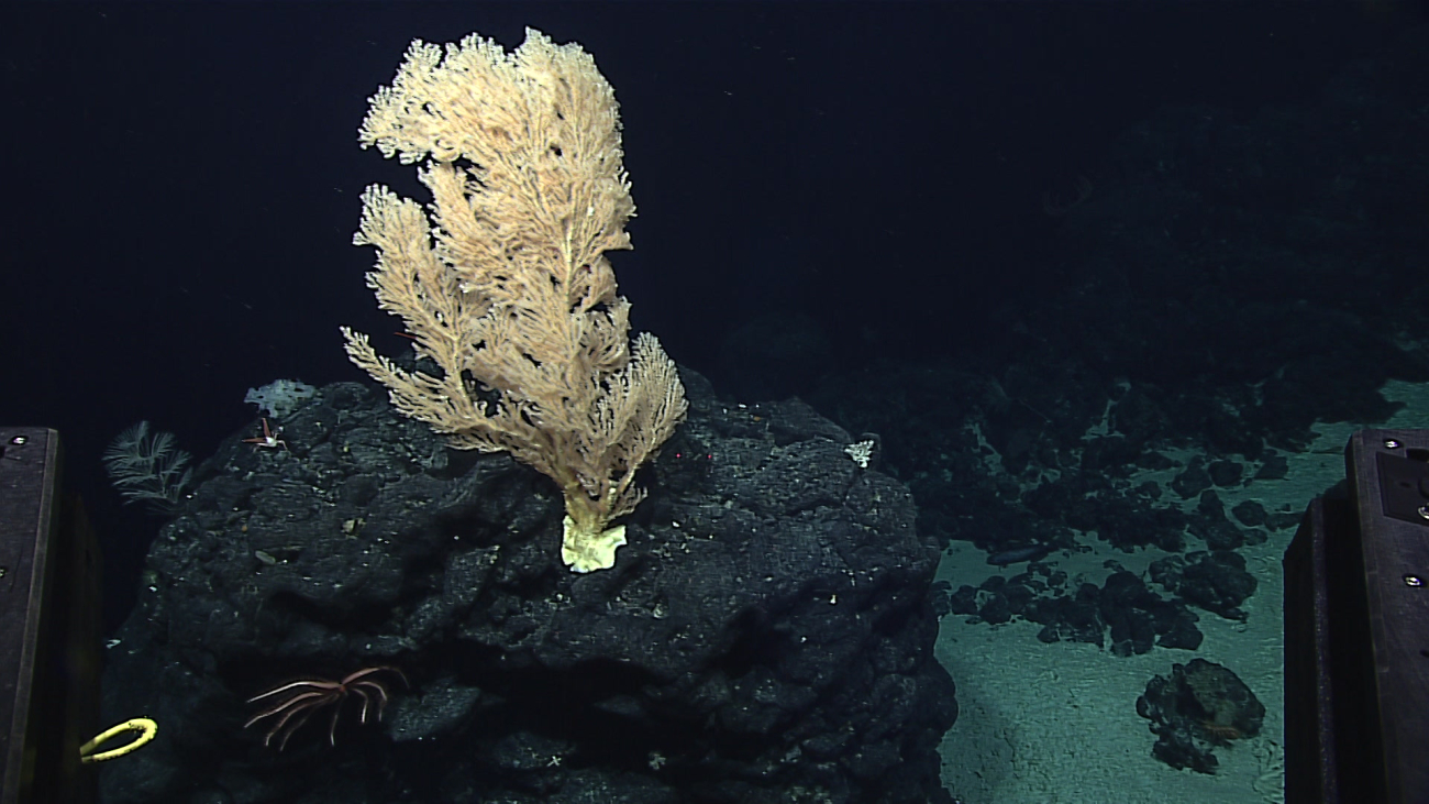 A lprimnoid coral bush