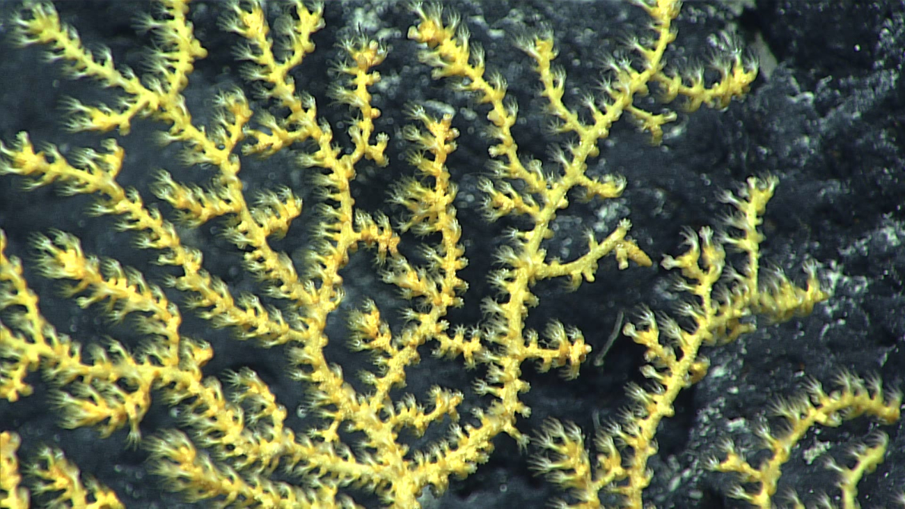 A yellow gorgonian coral with polyps extended