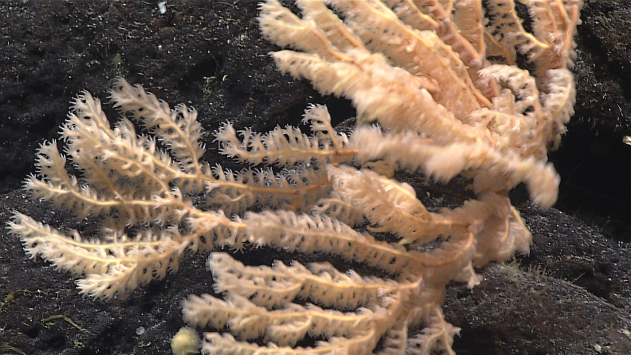 Brownish white octocoral bush with polyps extended