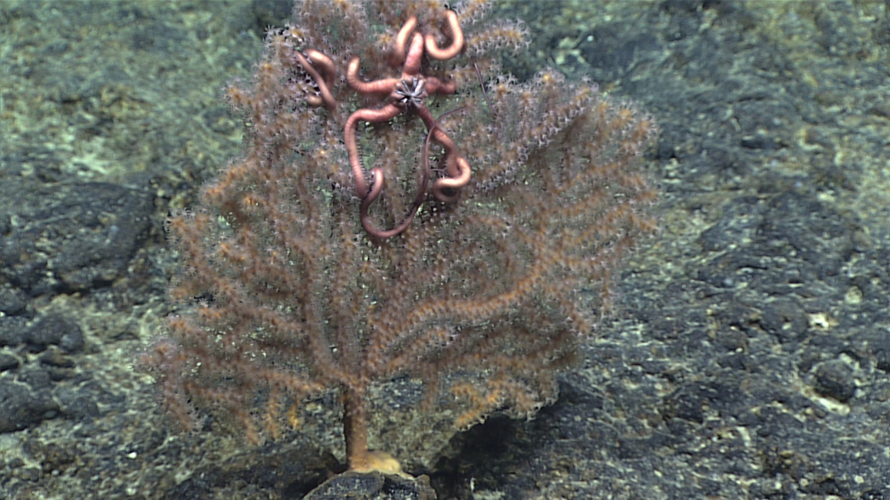 A small octocoral with associated ophiuroid brittle star
