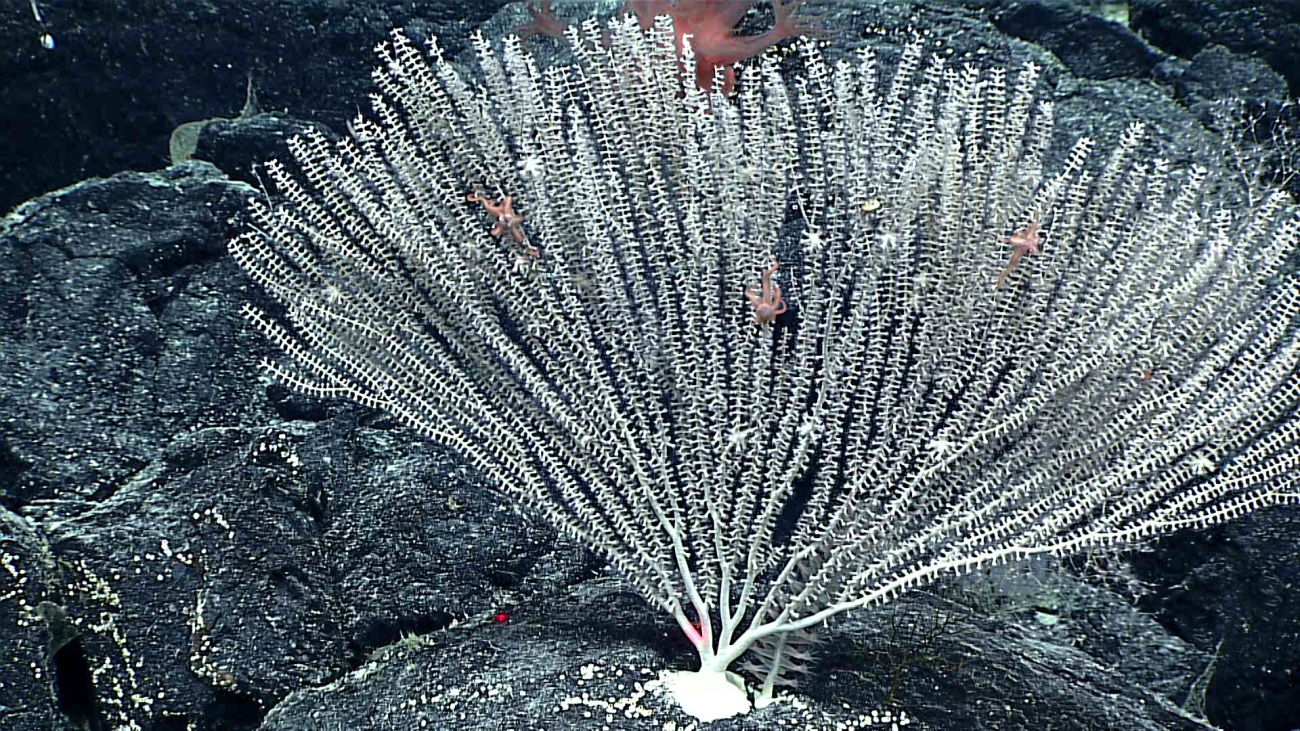 A white primnoid coral bush with associated brittel stars