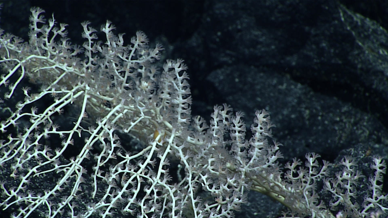 A white octocoral bush with polyps extended