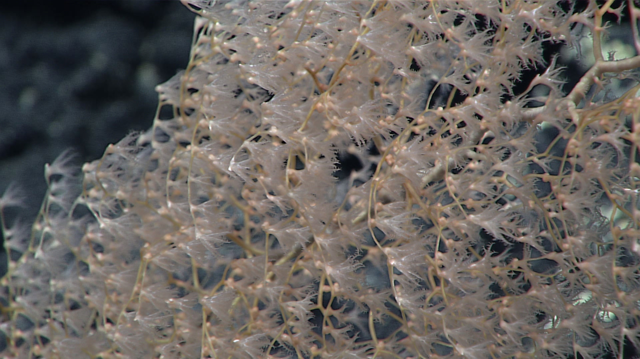 Closeup of delicate branches and extended polyps of a chrysogorgid coral bush