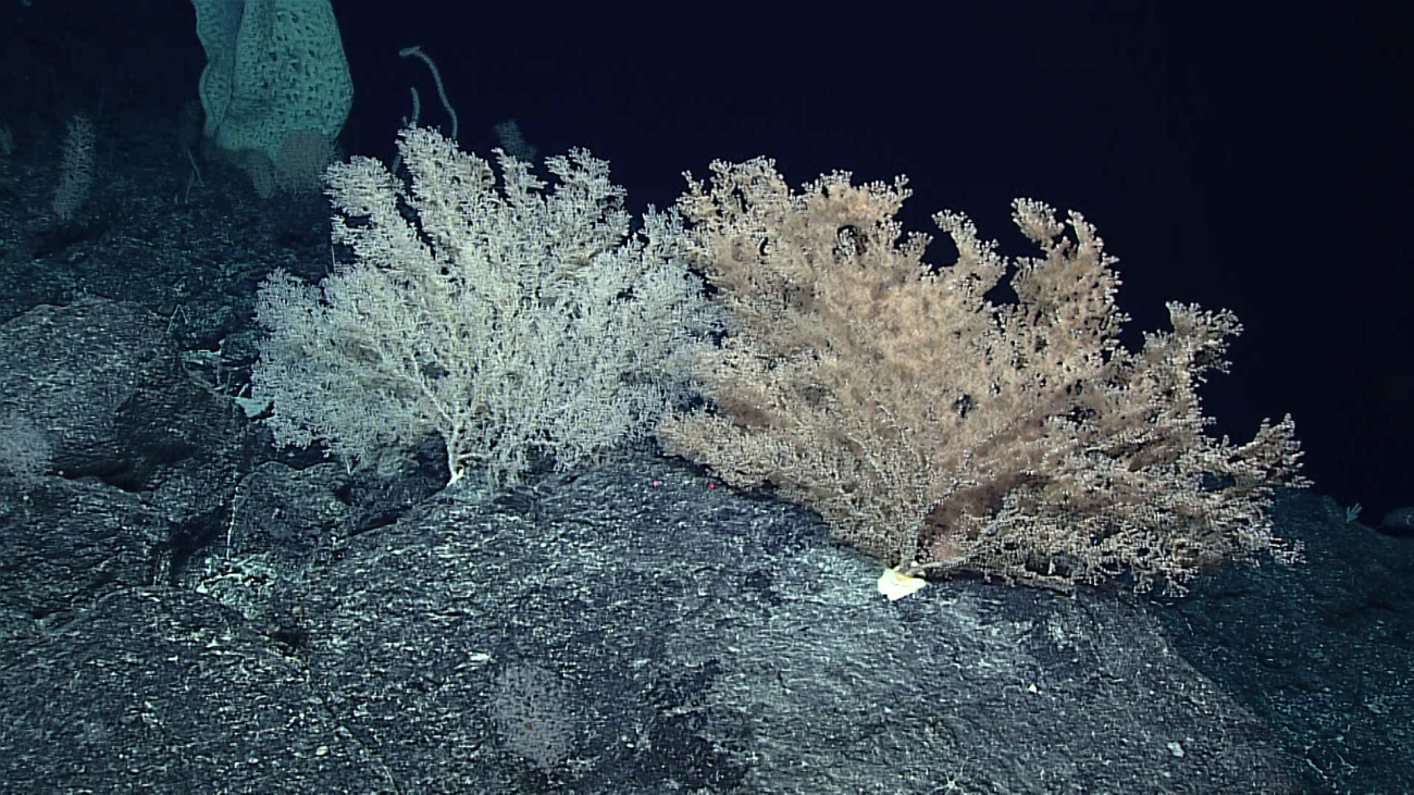 Two large octocoral bushes and a large sponge in the background