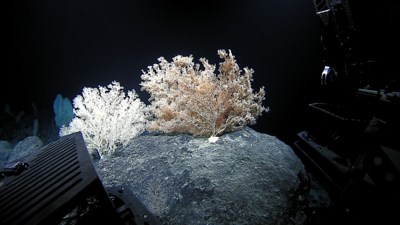 Two large octocoral bushes and a large sponge in the background