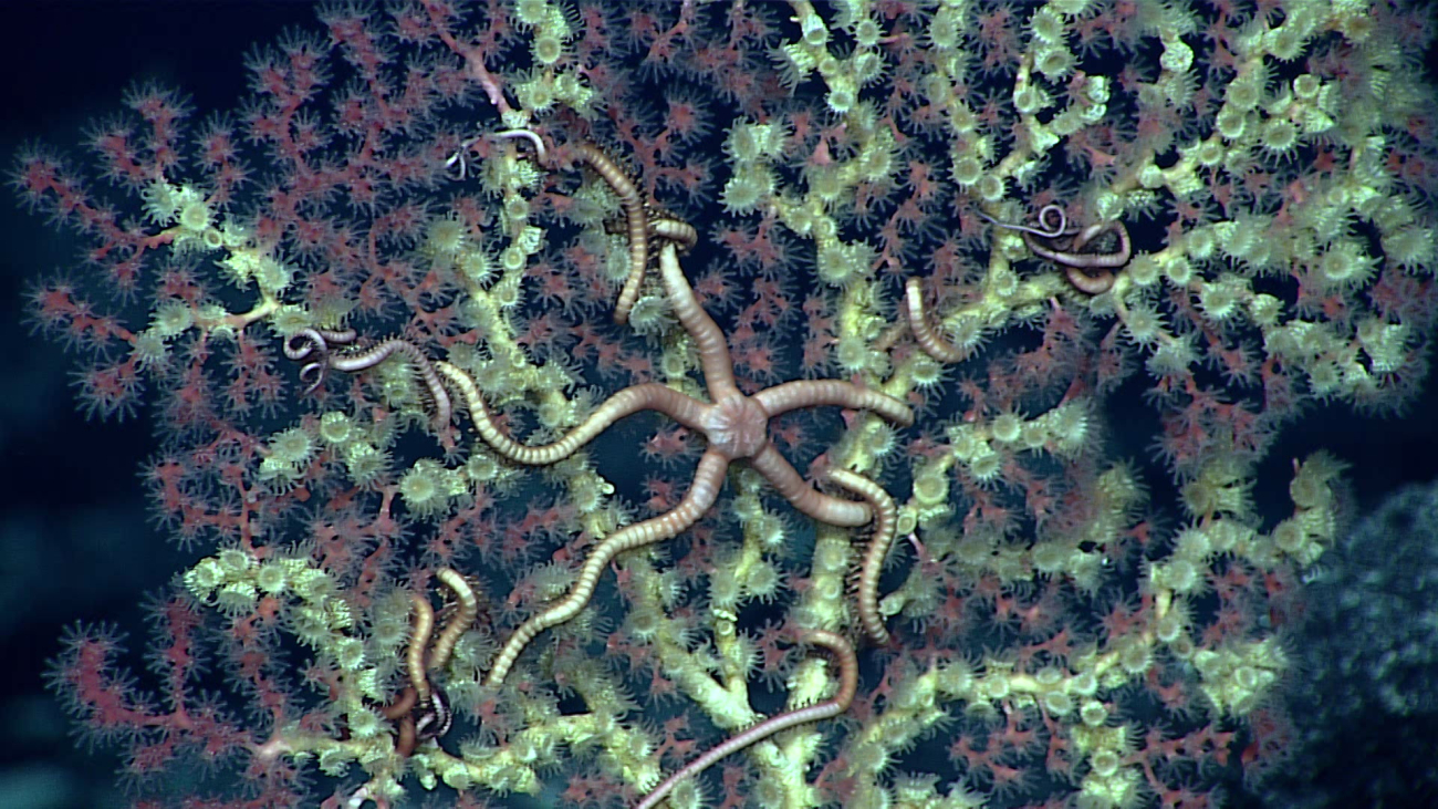 A red gorgonian octocoral apparently being overwhelmed by zoantharians