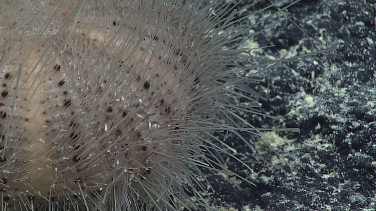 A brownish sea urchin with relatively delicate spines