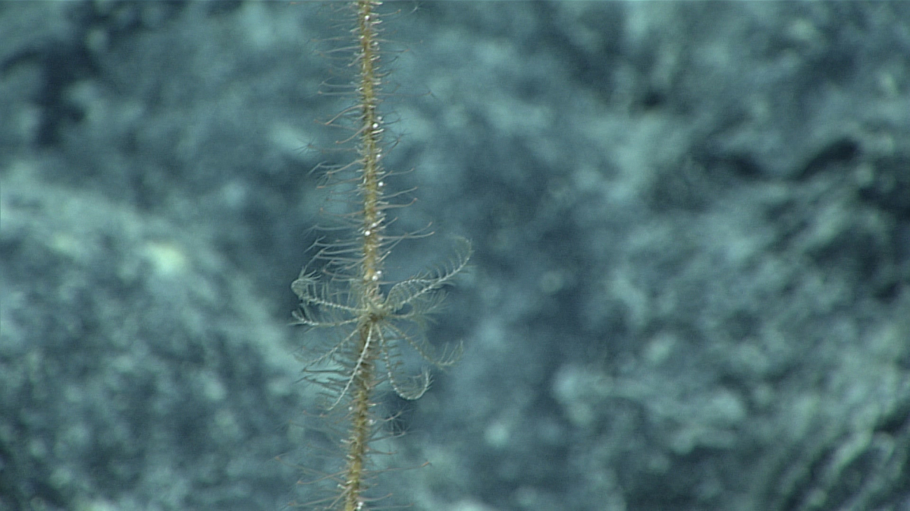 A white feather star crinoid on the hydrod covered stalk of a sea lily crinoid