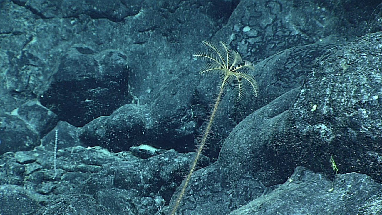 A white sea lily crinoid on a hydroid covered stalk