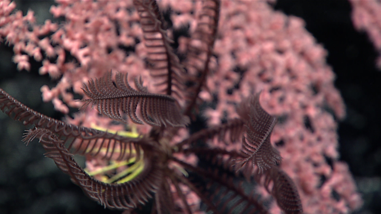 A purple feather star crinoid with yellow legs on a pink octocoral