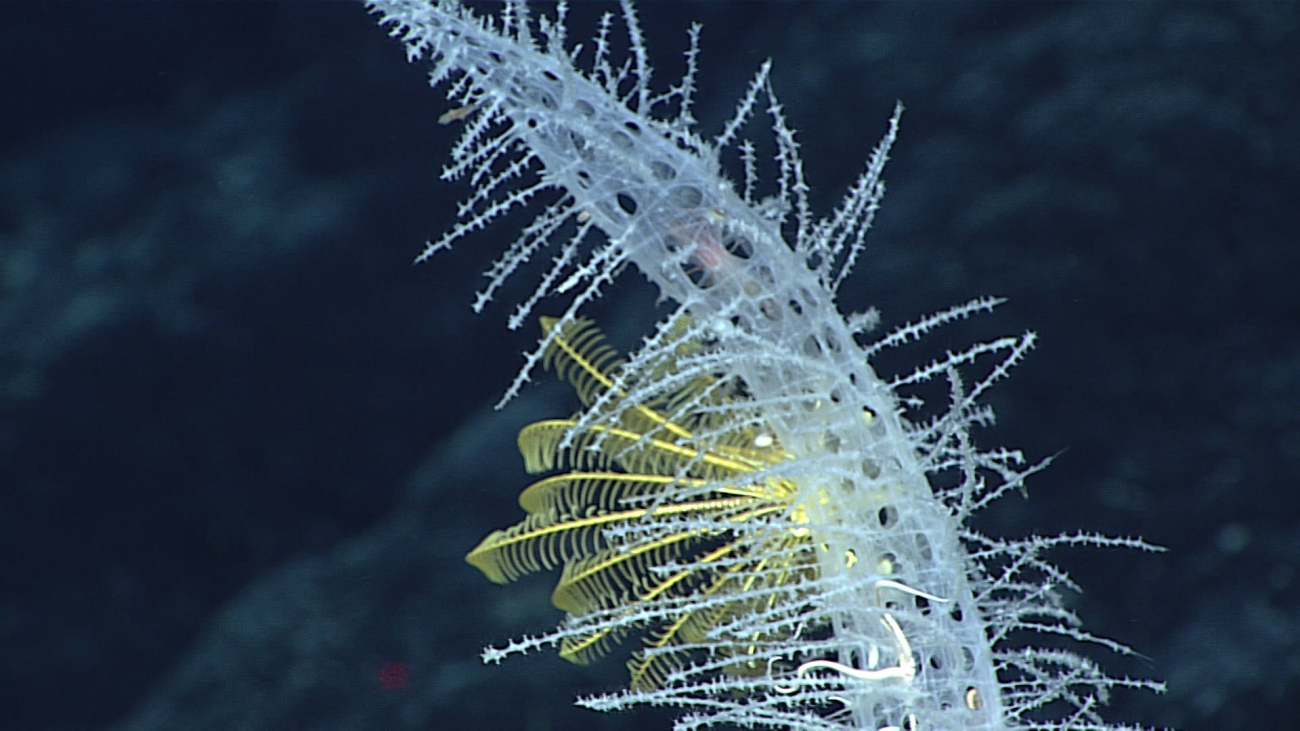 A yellow feather star crinoid on a Walteria cf