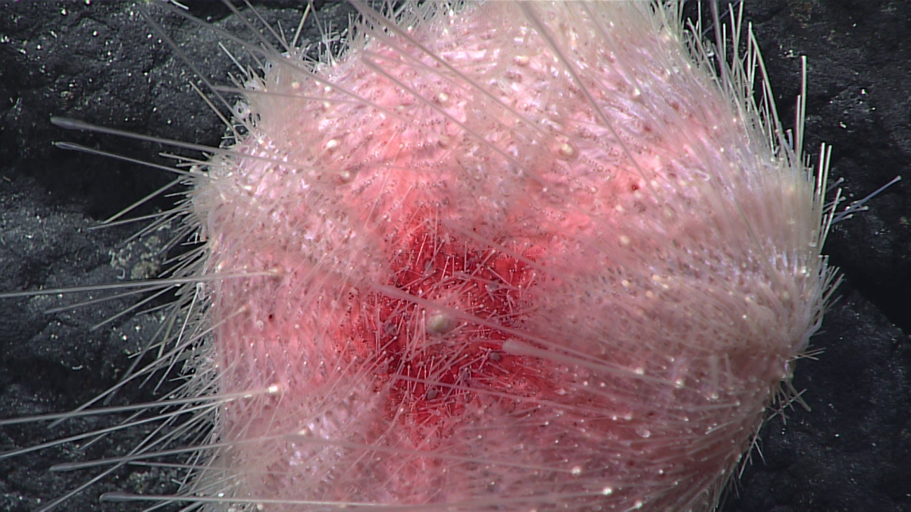 Pink sea urchin of the order Echinothuriidae