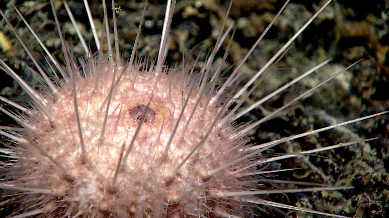 Closeup of a small round white sea urchin