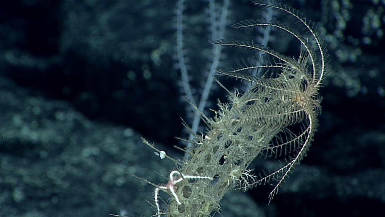 A white feather star crinoid at the top of a dead glass sponge