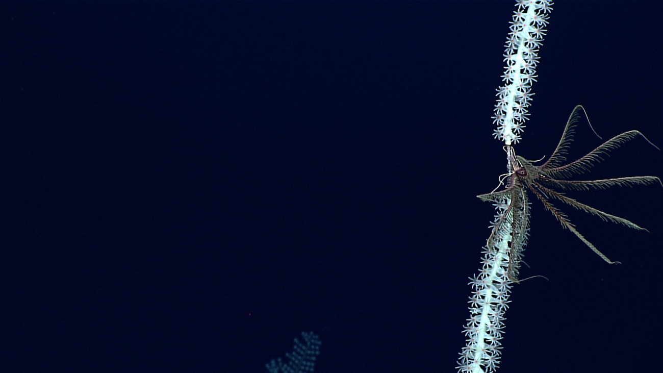 A feather star crinoid climbing a white octocoral