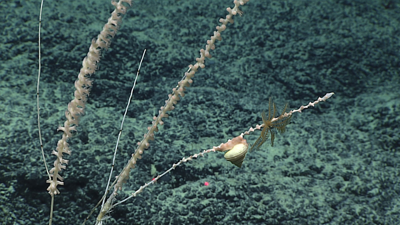 A small yellow crinoid and a relatively large gastropod on an octocoral