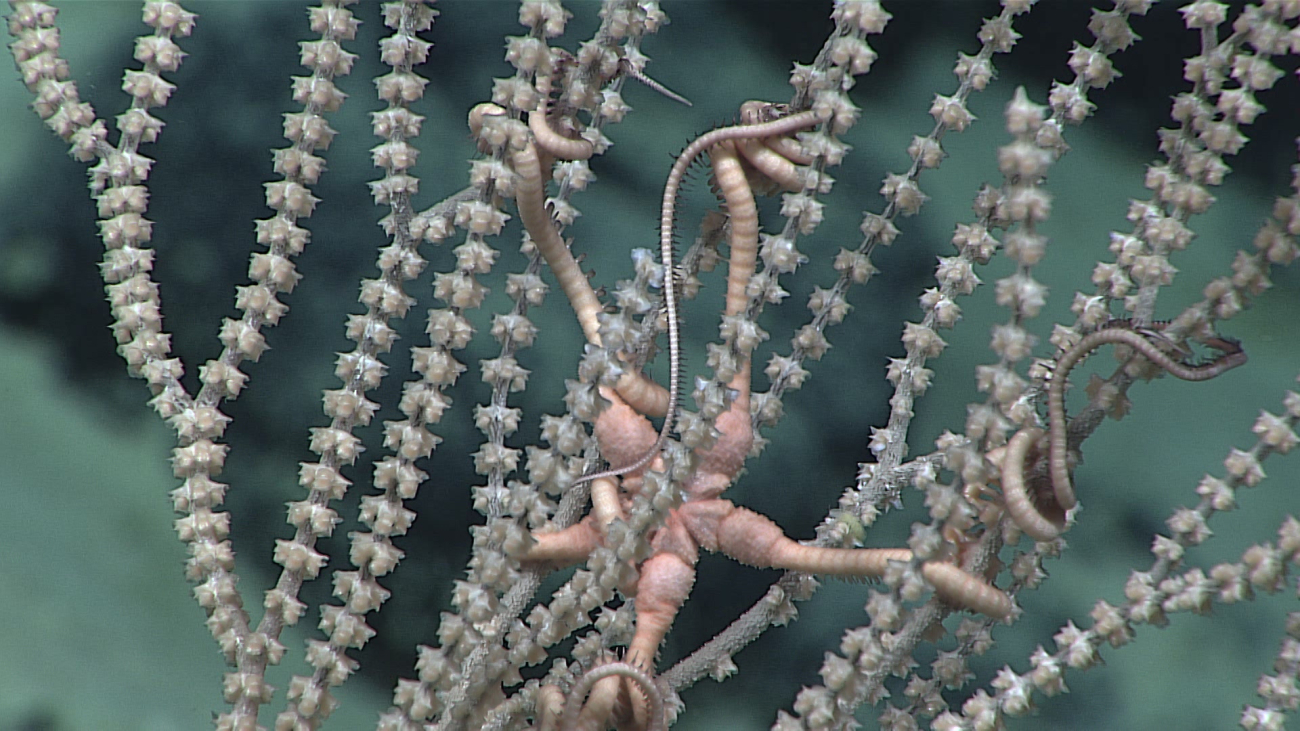 A brittle star in the branches of a whitish gray octocoral bush with polypsretracted