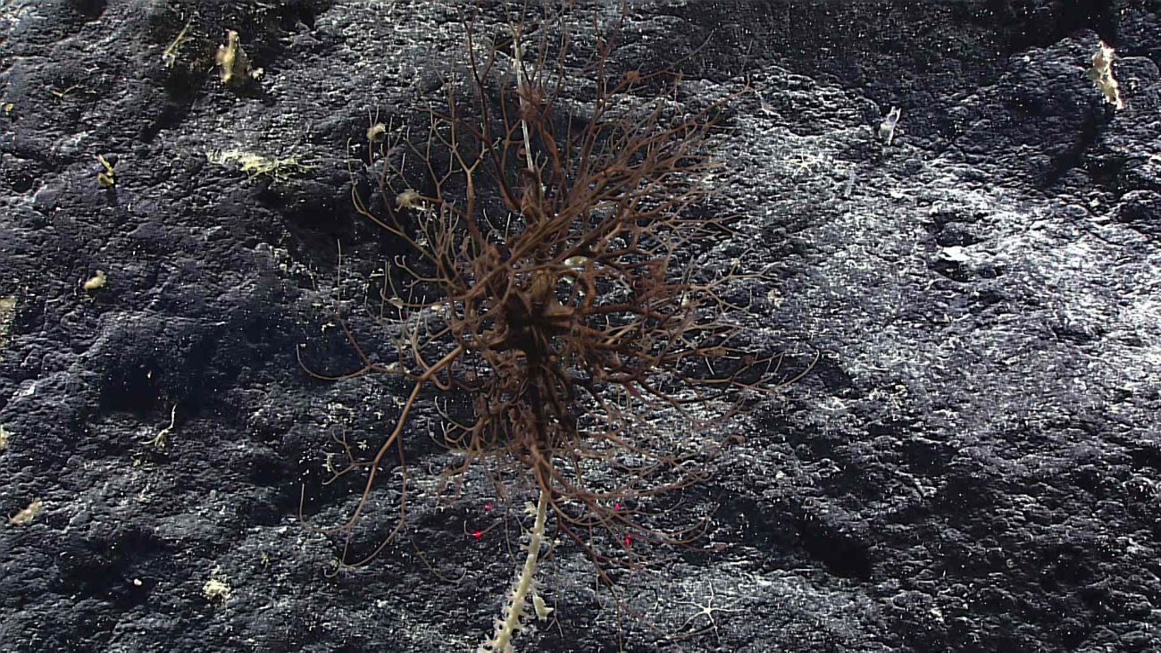 A brown basket star - Gorgonocephalidae