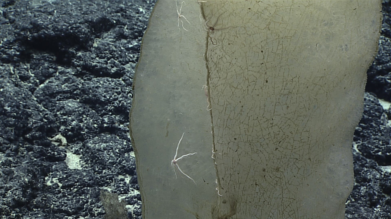 A small white brittle star on a large sponge