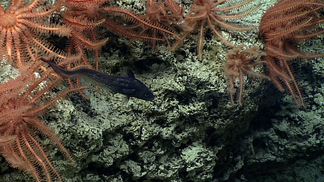 Brisingid starfish - Novodina pacifica - on coral rock ledge