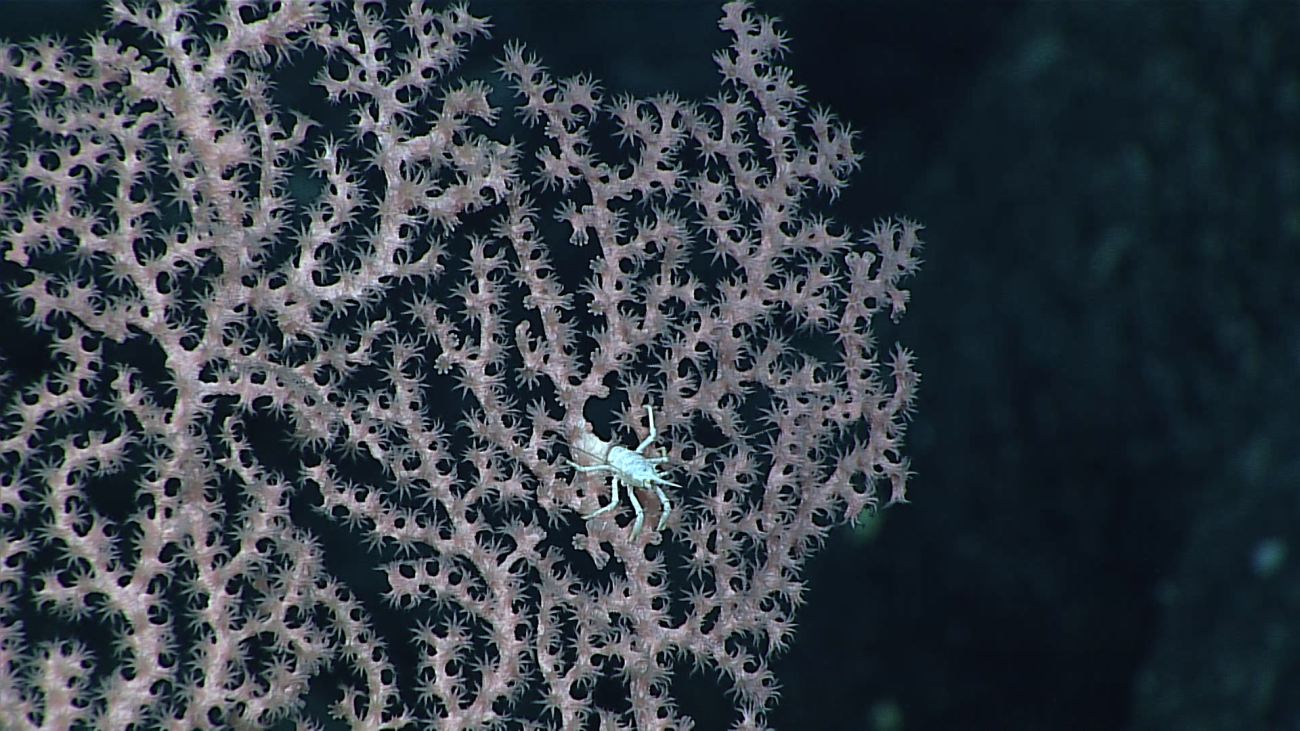 A small white squat lobster in a pink octocoral bush