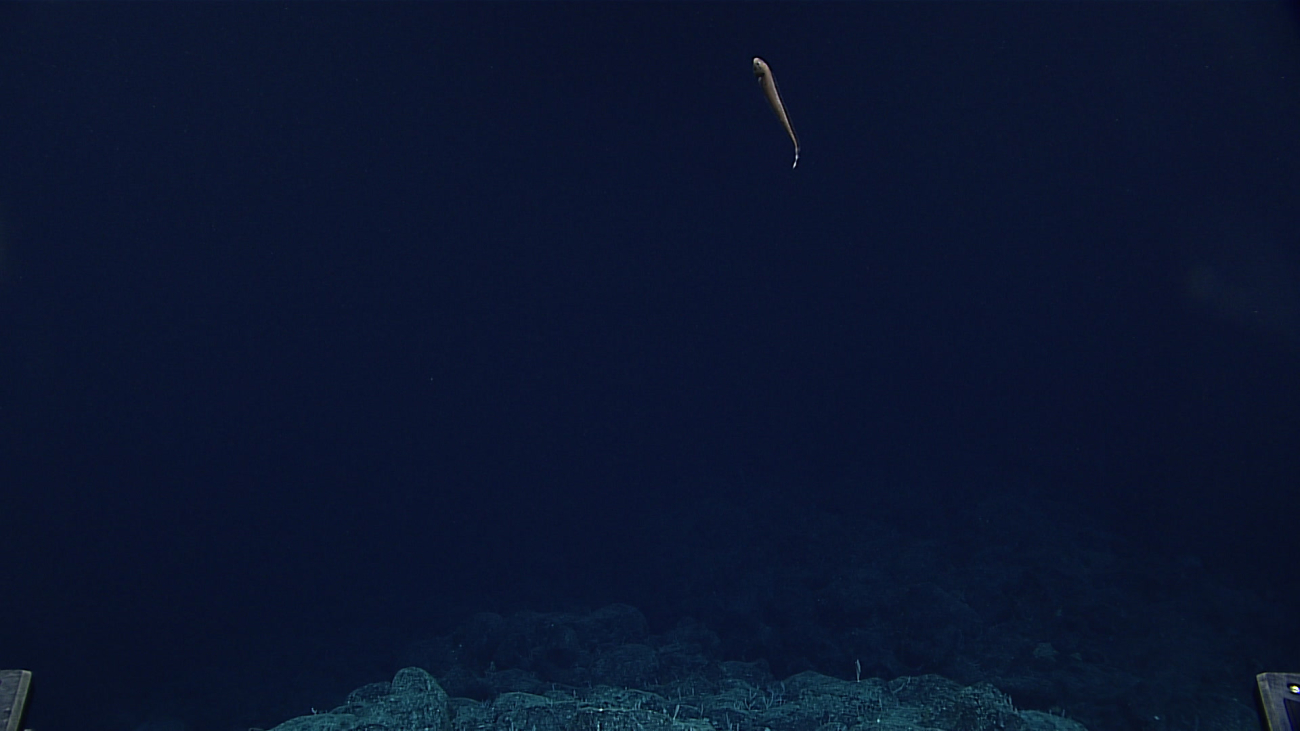 An eel swimming above the bottom