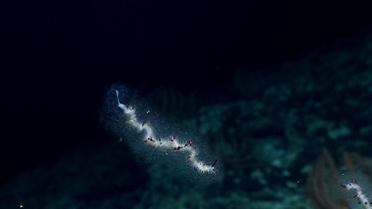 Siphonophore?  Curiously there are two of these creatures in close proximity toone another