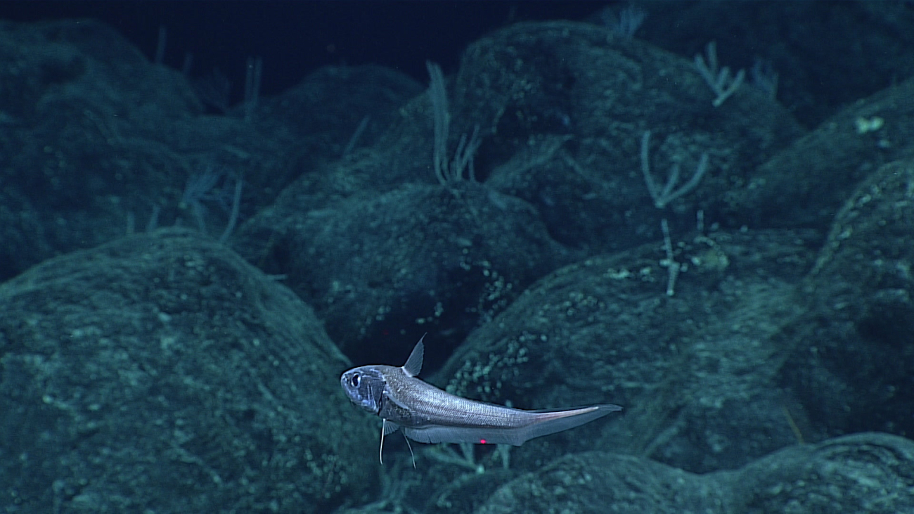 A rattail fish