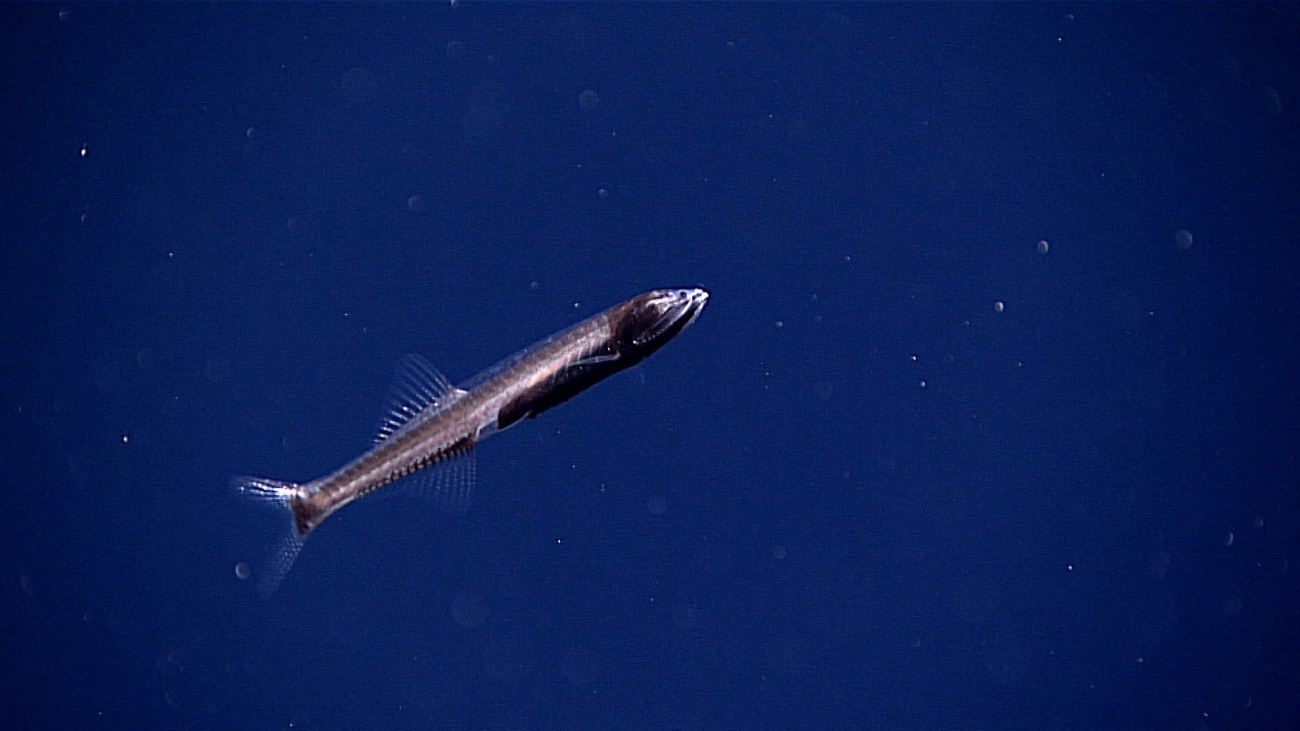 A midwater fish - a lantern fish or myctophid