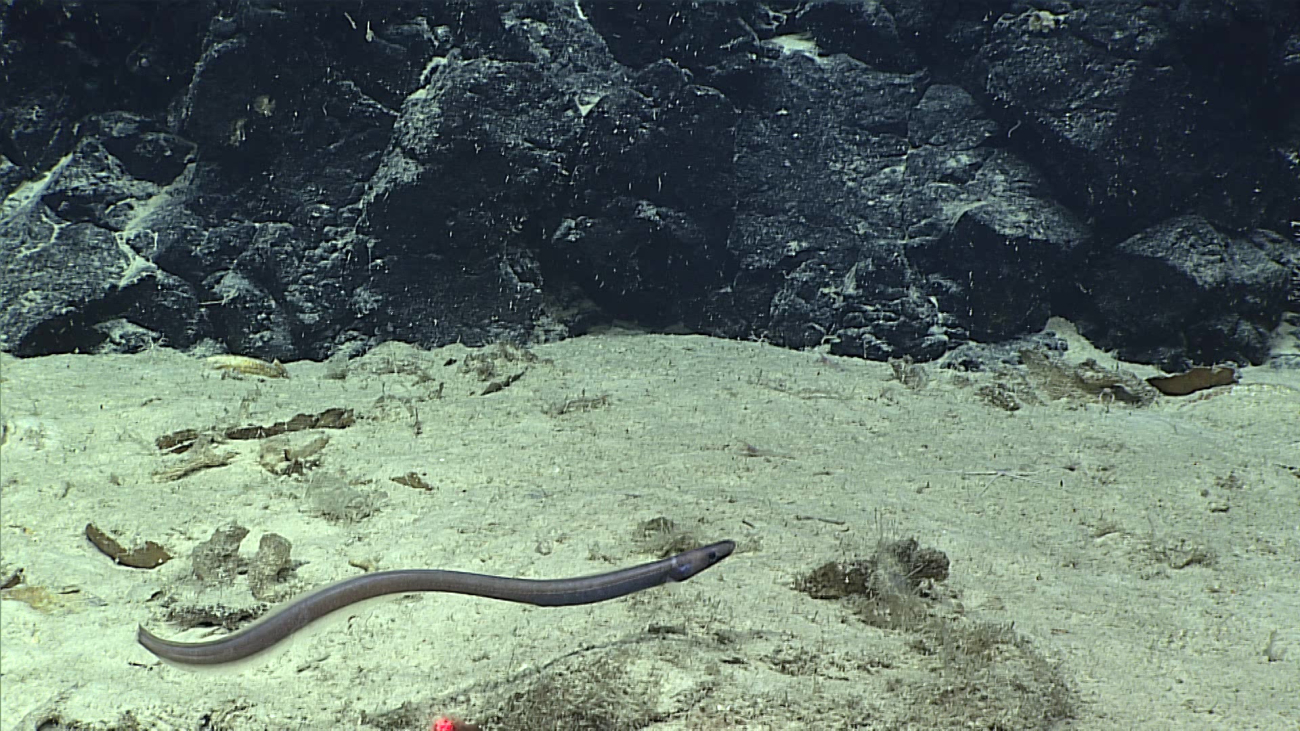 A synobranchid eel