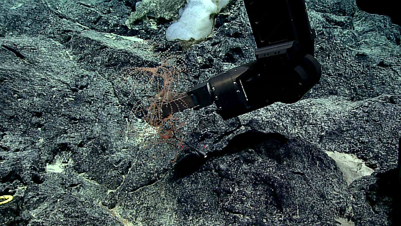 Manipulator arm of Deep Discoverer sampling Iridogorgia bella coral