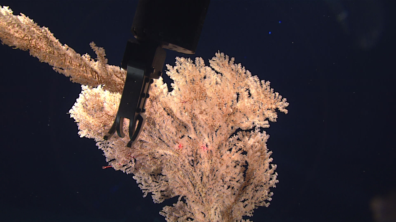 Manipulator arm of Deep Discoverer sampling a cream-colored octocoral bush