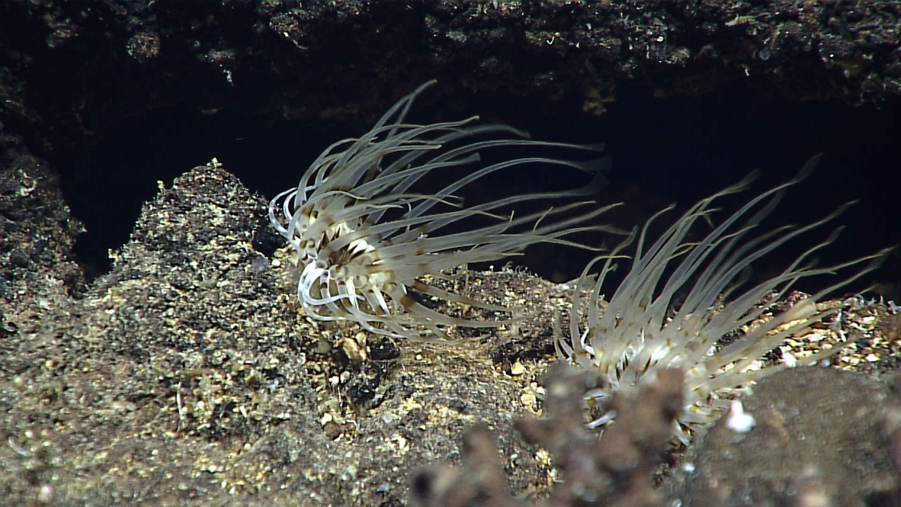 Apparently rare anemones - white with brownish bands on tentacles and blackaround mouth