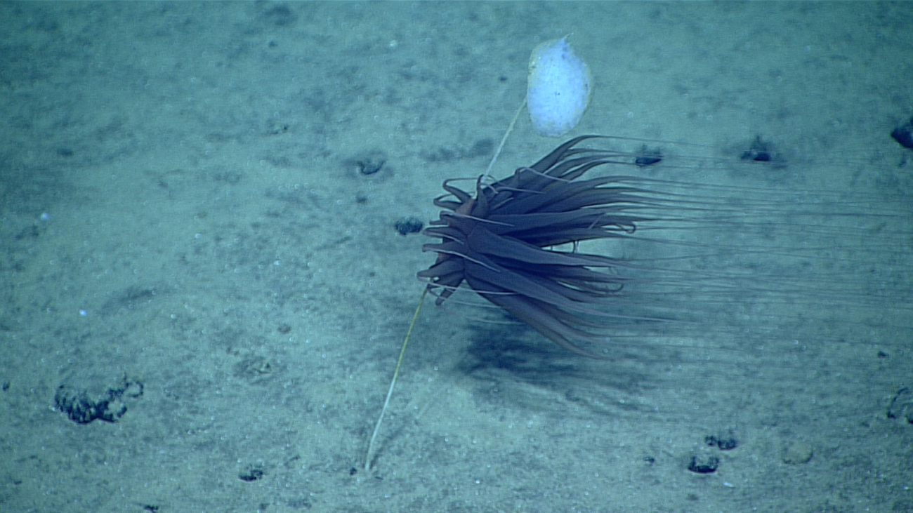 Large anemone attached to stalk of sponge seemingly defying gravitywith extremely long tentacles