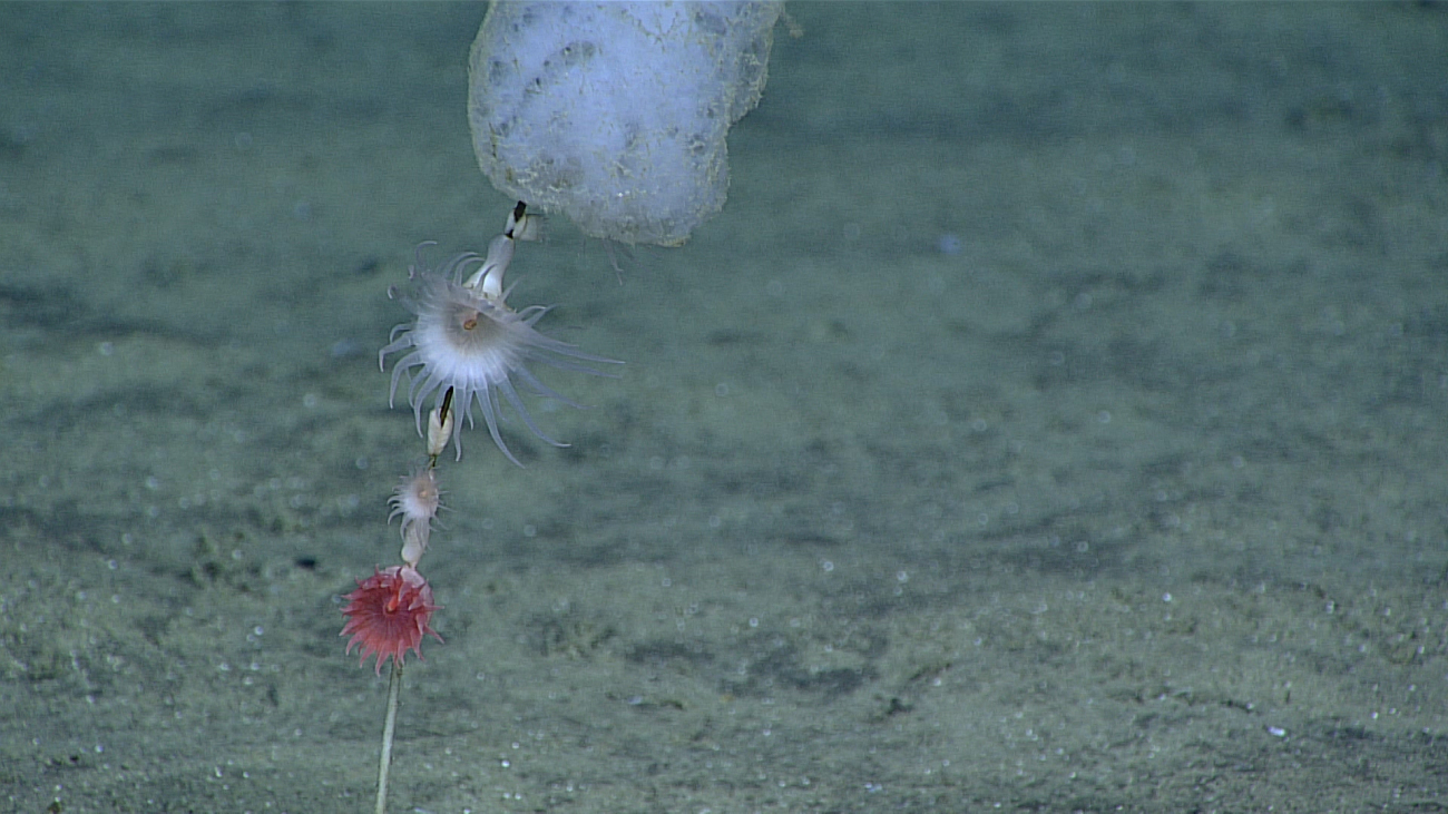 Two white and one red anemone attached to the stalk of a sponge