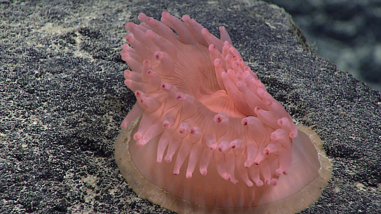 Pink anemone - Exocoelactis sp